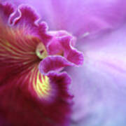 Orchid In Violet Art Print