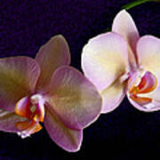Orchid Light Art Print