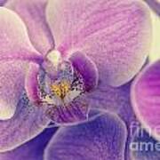 Orchid Lilac Dark Art Print