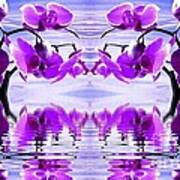 Orchid Mirrored Reflections Art Print