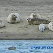 Oregon Coast Seals Art Print
