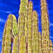 Organ Pipe Cactus Arizona By Diana Sainz Art Print