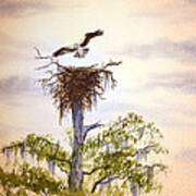 Osprey Approaching Nest Art Print