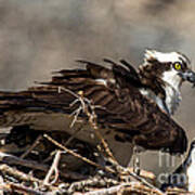 Osprey Family Huddle Art Print