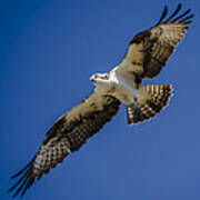 Osprey In Flight Art Print