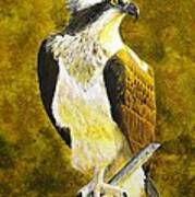 Osprey Profile Art Print