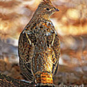 Over The Shoulder Ruffed Grouse Art Print