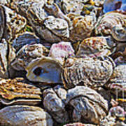 Oysters 02 Art Print