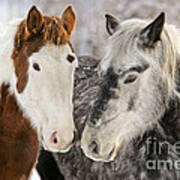 Paint And Quarterhorse Draft Horses Art Print
