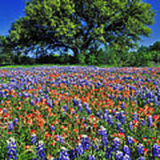 Paintbrush And Bluebonnets - Fs000057 Art Print