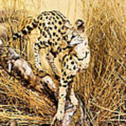 Painted Cheetah Art Print