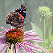 Painted Lady On Coneflower Art Print