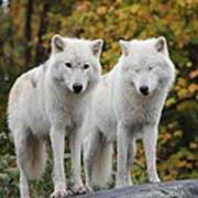 Pair Of Arctic Wolves Art Print