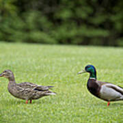 Pair Of Mallard Ducks Art Print