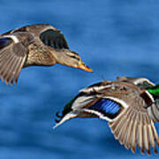 Pair Of Mallards In Flight Art Print