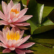 Pair Of Pale Pink Water Lilies Art Print