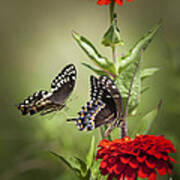 Palamedes Swallowtail Butterflies Art Print