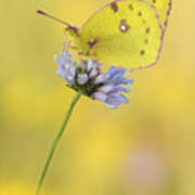 Pale Clouded Yellow Butterfly On Flower Art Print