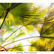 Palm Rays - Palma De Guadalupe Art Print