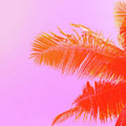 Palm Tree On Sky Background. Palm Leaf Art Print