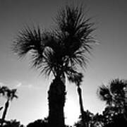 Palm Trees Reach For The Sky Art Print