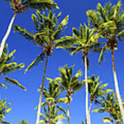 Palms On Blue Sky Art Print