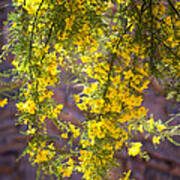 Palo Verde Blossoms Art Print