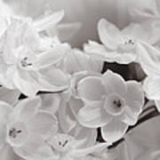 Paper Whites Bouquet Art Print