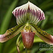 Paphiopededilium Orchid Art Print