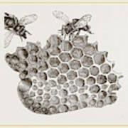 Part Of Honey-comb Art Print