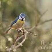 Parus Sitting On A Thin Branch Art Print