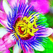 Passiflora Edulis Otherwise Known As Passion Flower Art Print