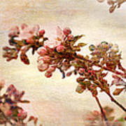 Pastel Blossoms In Spring Art Print