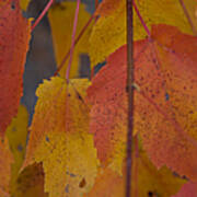Pastel Colors Of Autumn Photograph by Jeff Folger
