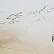 Pastel Gulls In Fog Art Print