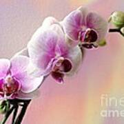 Pastel Rainbow Orchid Art Print