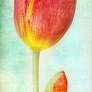 Pastel Tulip Art Print