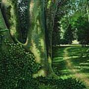 Pathway Through The Sycamores Art Print