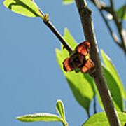 Pawpaw Blossom Art Print