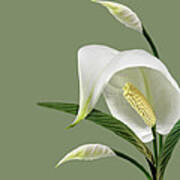 Peace Lilies-2 Art Print