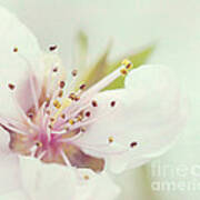 Peach Blossom Art Print