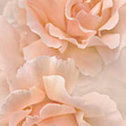 Peach Rose Flowers Bouquet Art Print