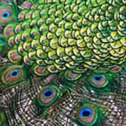 Peacock Display Abstract Art Print