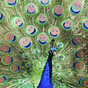 Peacock Smiles Art Print