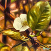 Pear Blossom Art Print
