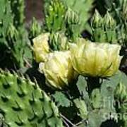 Pear Cactus Blossoms Art Print