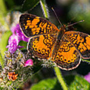 Pearl Crescent Note Card Art Print