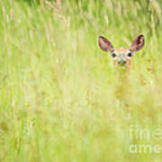 Peek A Boo Deer Art Print