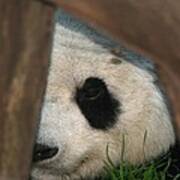 Peeking Panda Art Print