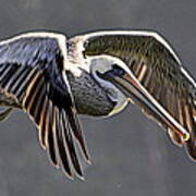 Pelican Flyby Art Print